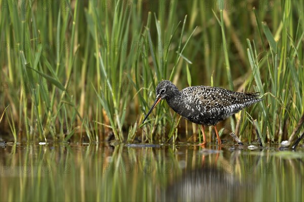 Spotted Redshank