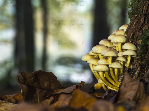 Green-leaved sulphur heads