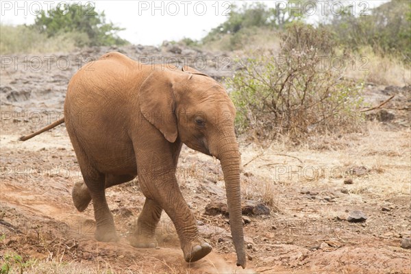 Young orphan african elephant