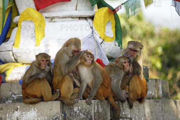 Rhesus macaques