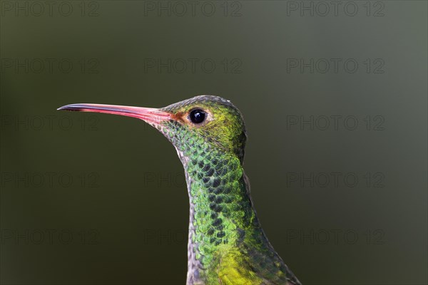 Rufous-tailed Hummingbird