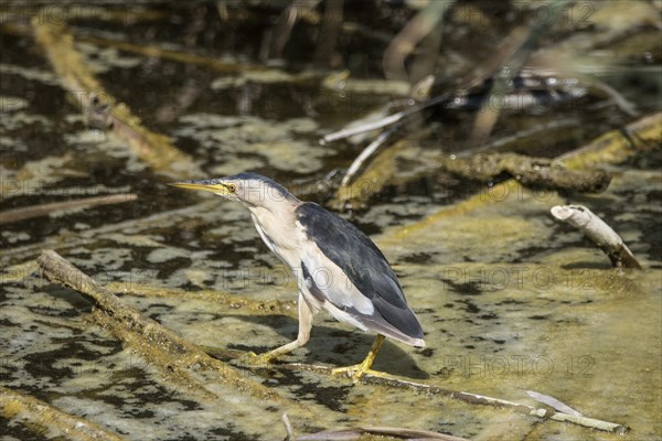 Little Bittern