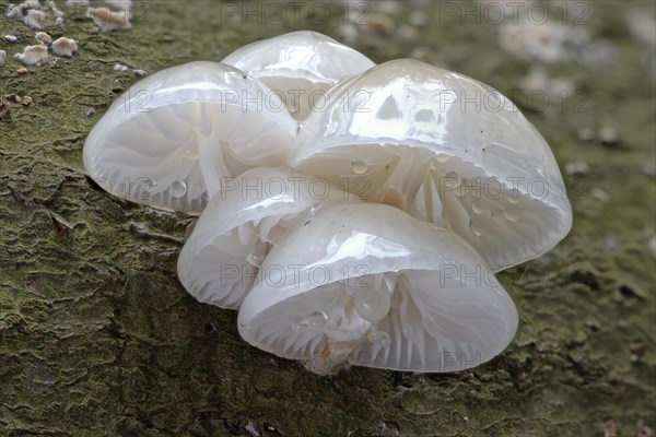 Porcelain fungi