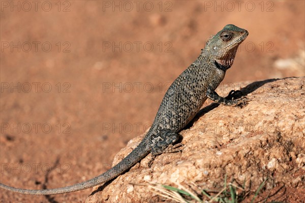 Oriental garden lizard