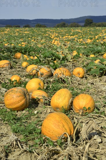 Pumpkin field with ripe pumpkins