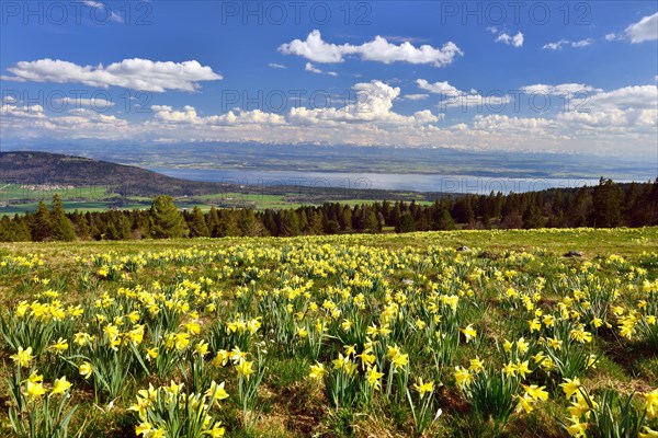 View from Swiss Jura