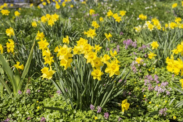 Wild daffodils
