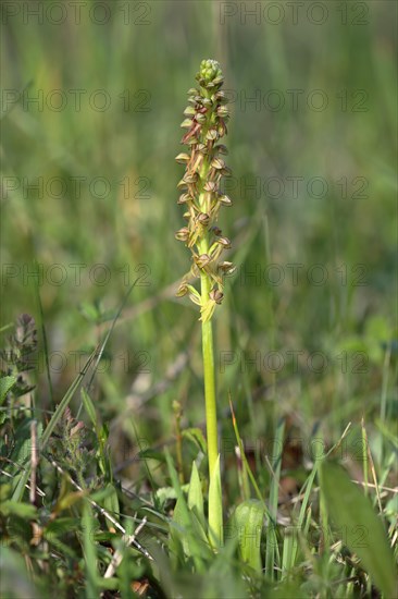 Man orchid