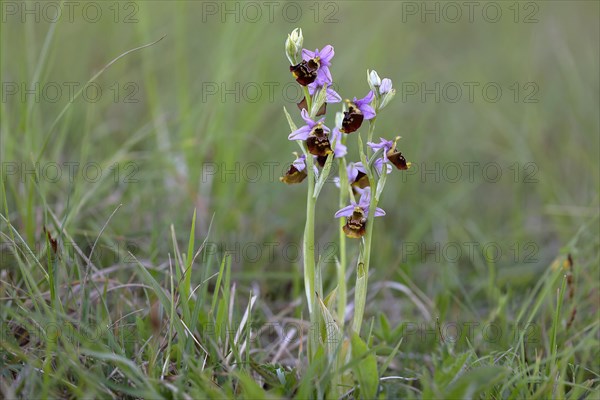 Late spider orchid