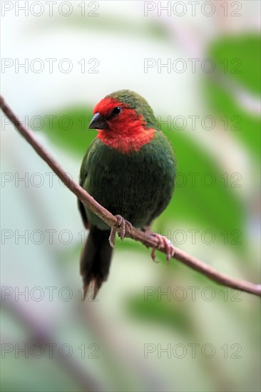 Red-throated Parrotfinch