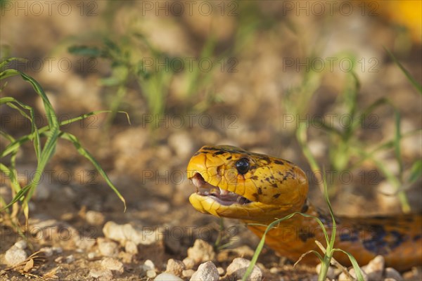 Cape Cobra