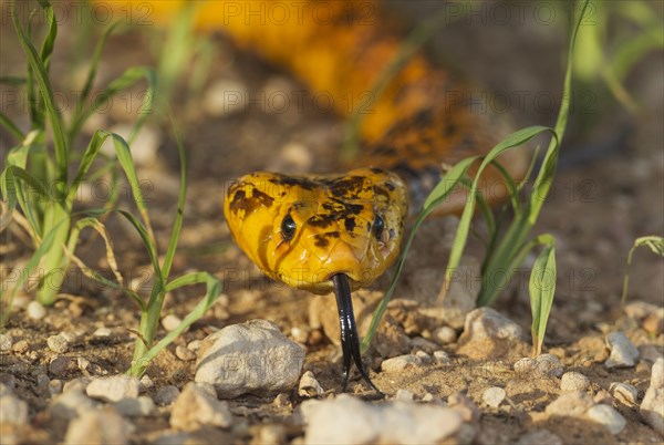 Cape Cobra