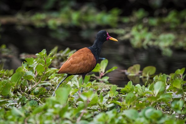 Wattled jacana