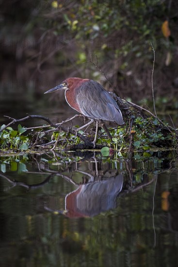 Rufescent tiger heron