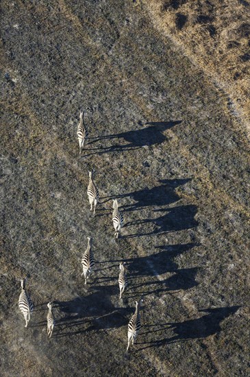 Burchell's Zebra