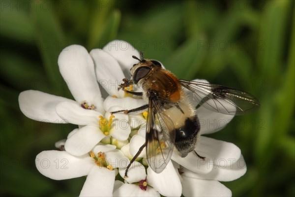 Cossus Hoverfly