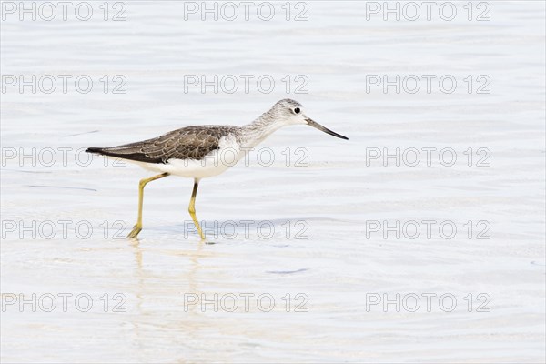 Common Greenshank