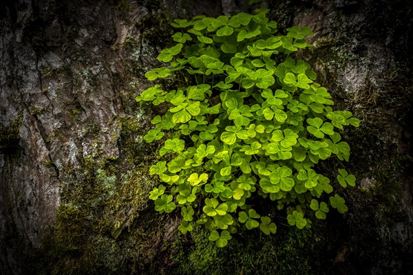 Wood sorrel