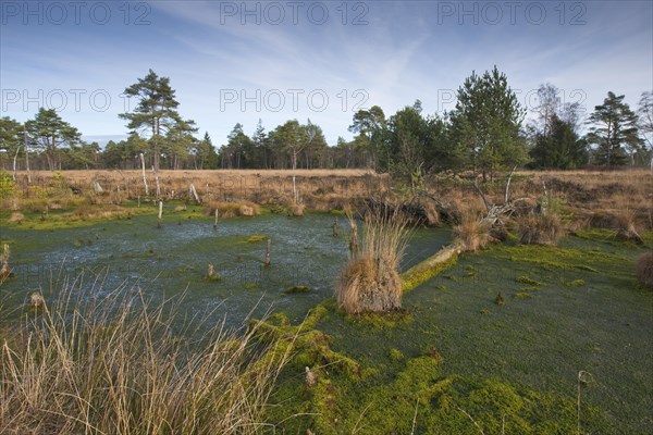 Moor landscape with peat mosses