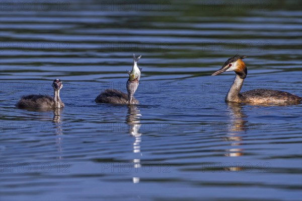 Great crested grebe