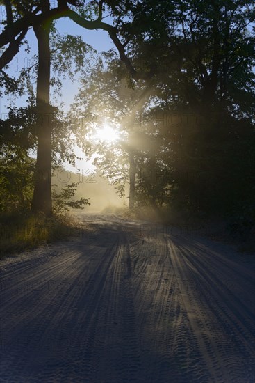 Sun shining through trees on a sandy road