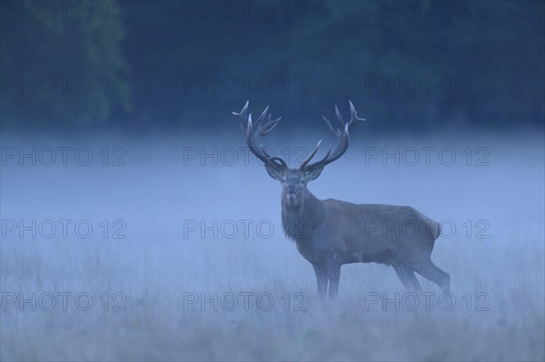 Red deer