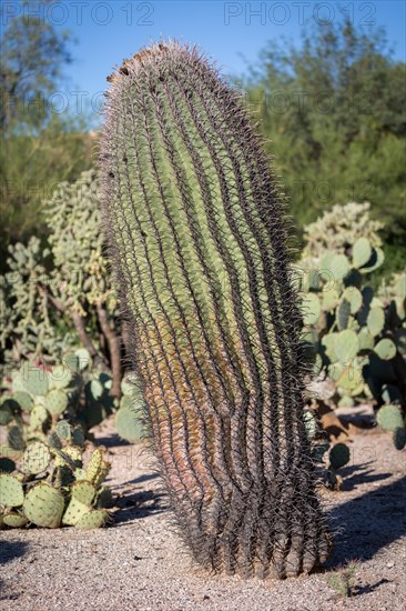 Fishhook barrel cactus