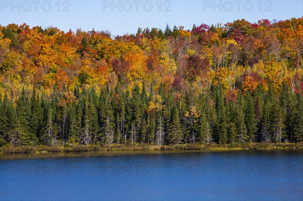 Mixed forest