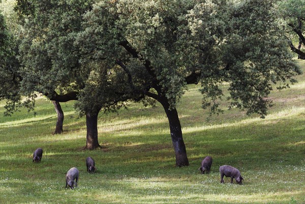 Grazing black Iberian pigs under holm oaks