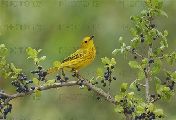 Yellow Warbler