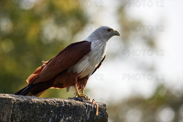 Brahminy Kite