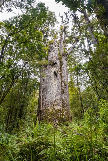 Te Matua Ngahere