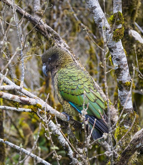 Kea