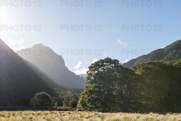 Mountains and forest