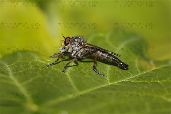 Robber fly