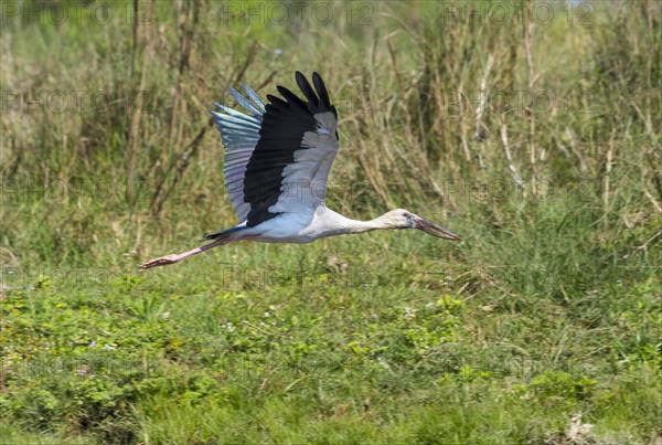 Asian Openbill Stork