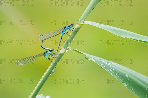 Blue-tailed damselflyn