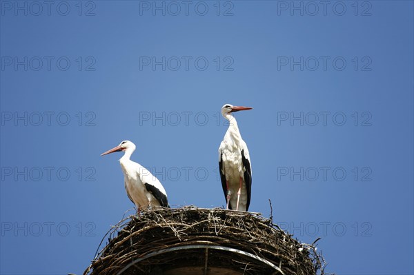 White stork