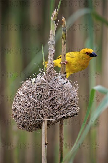 Golden Weaver