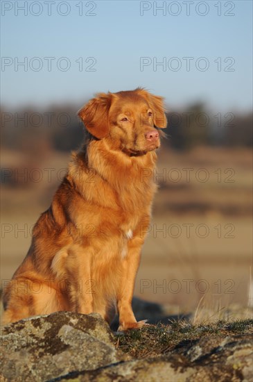Nova Scotia Duck Tolling Retriever