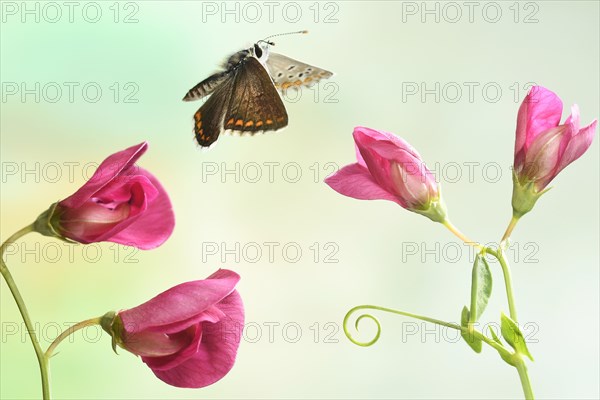 Brown argus