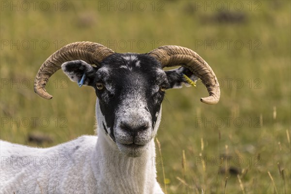 Domestic sheep