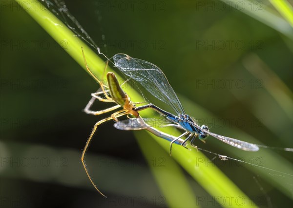 Stretcher spider