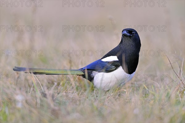 Magpie