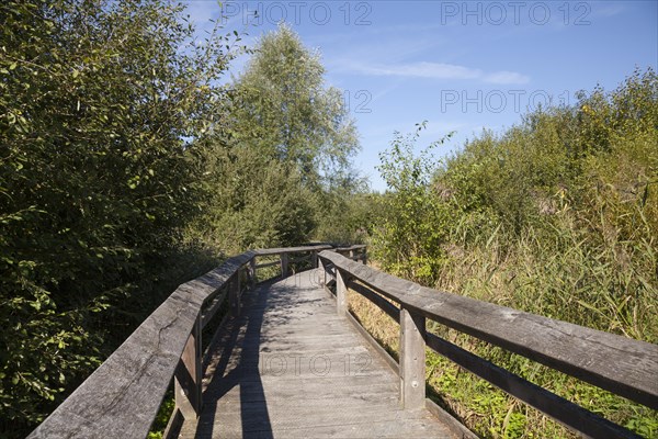 Boardwalk through septic drain fields