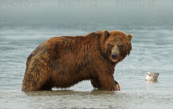 Brown bear