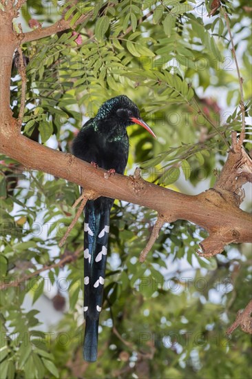 Green Wood Hoopoe