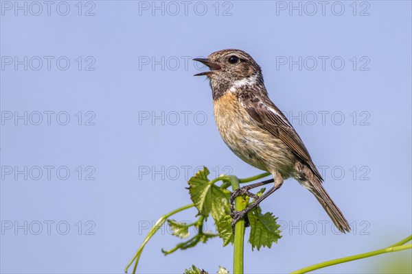 African stonechat