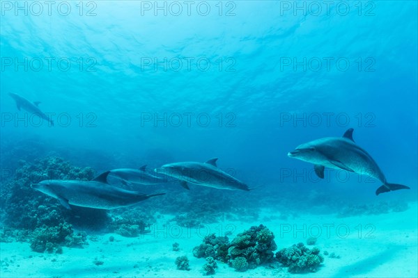 Bottlenose dolphins