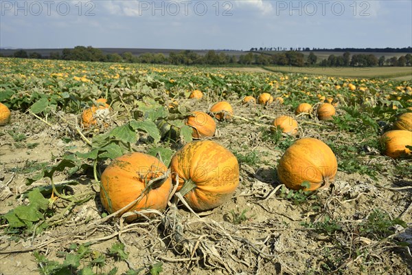 Pumpkin field with ripe pumpkins